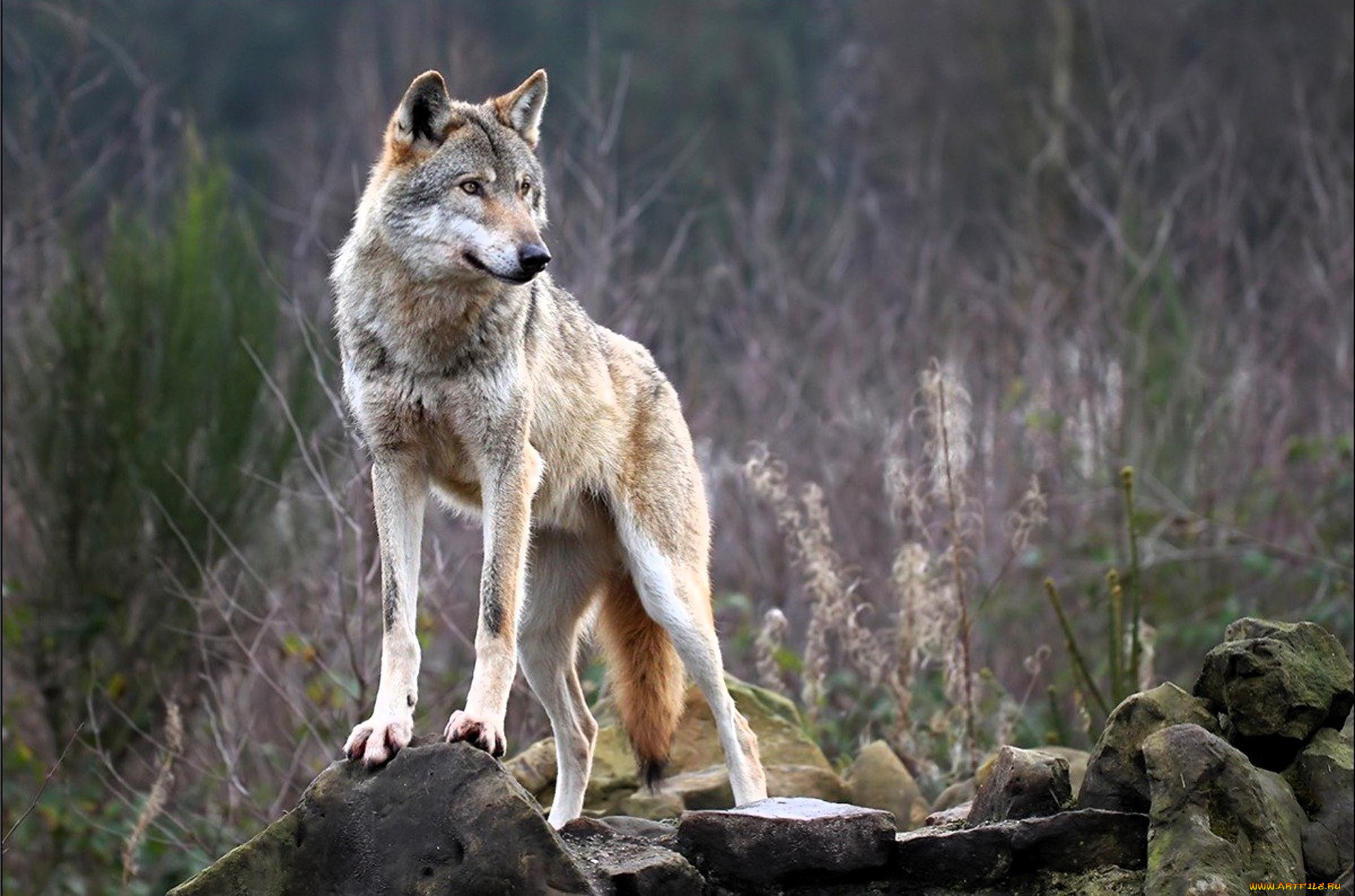 ��������, �����,  ������,  ������, ����, �����, �����, �����